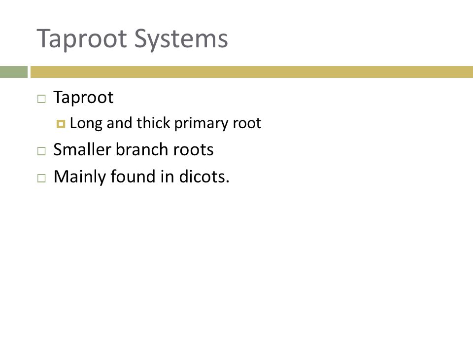 Taproot Systems Taproot Smaller branch roots Mainly found in dicots.