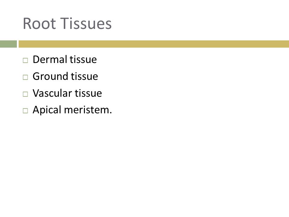 Root Tissues Dermal tissue Ground tissue Vascular tissue