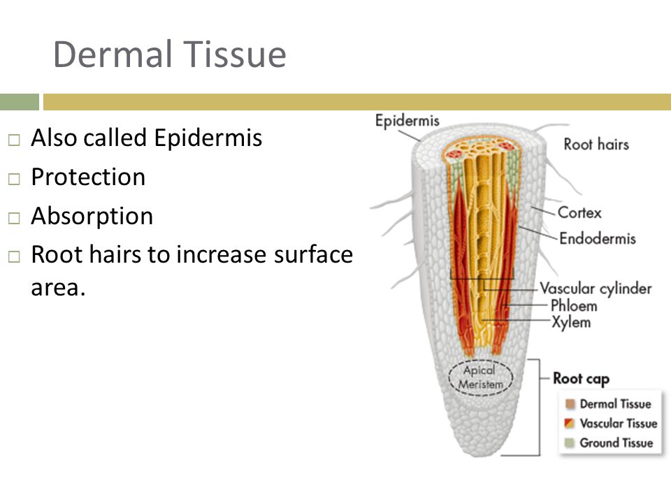 Dermal Tissue Also called Epidermis Protection Absorption