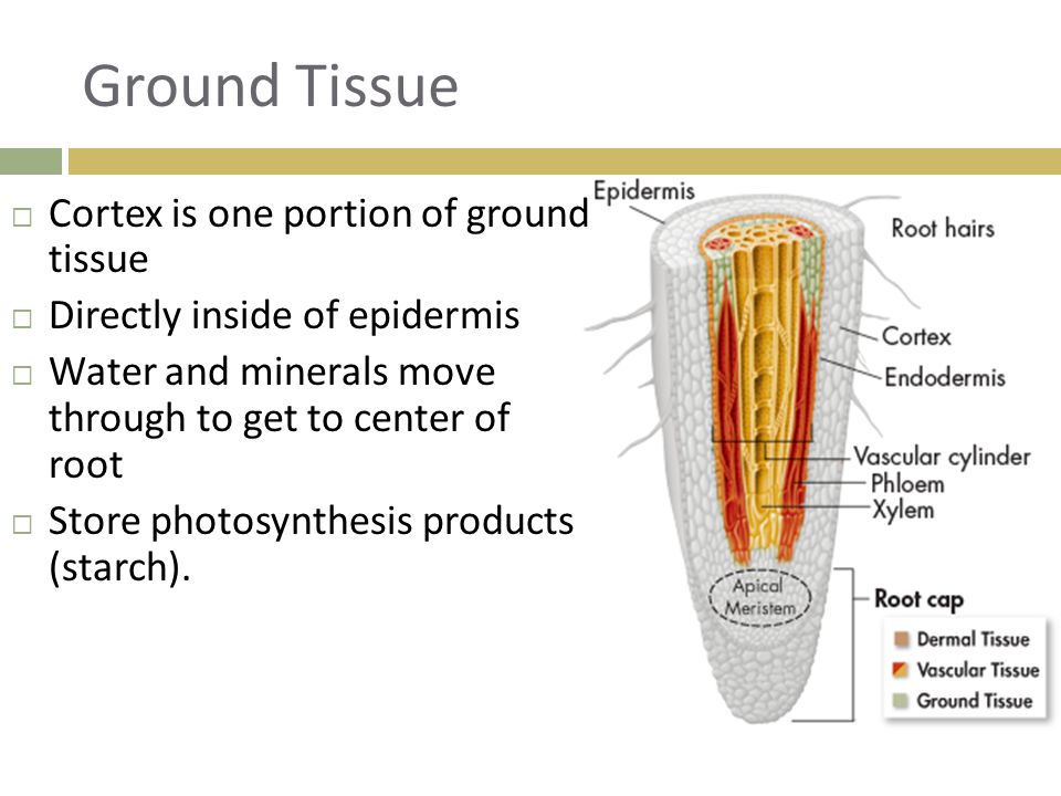 Ground Tissue Cortex is one portion of ground tissue