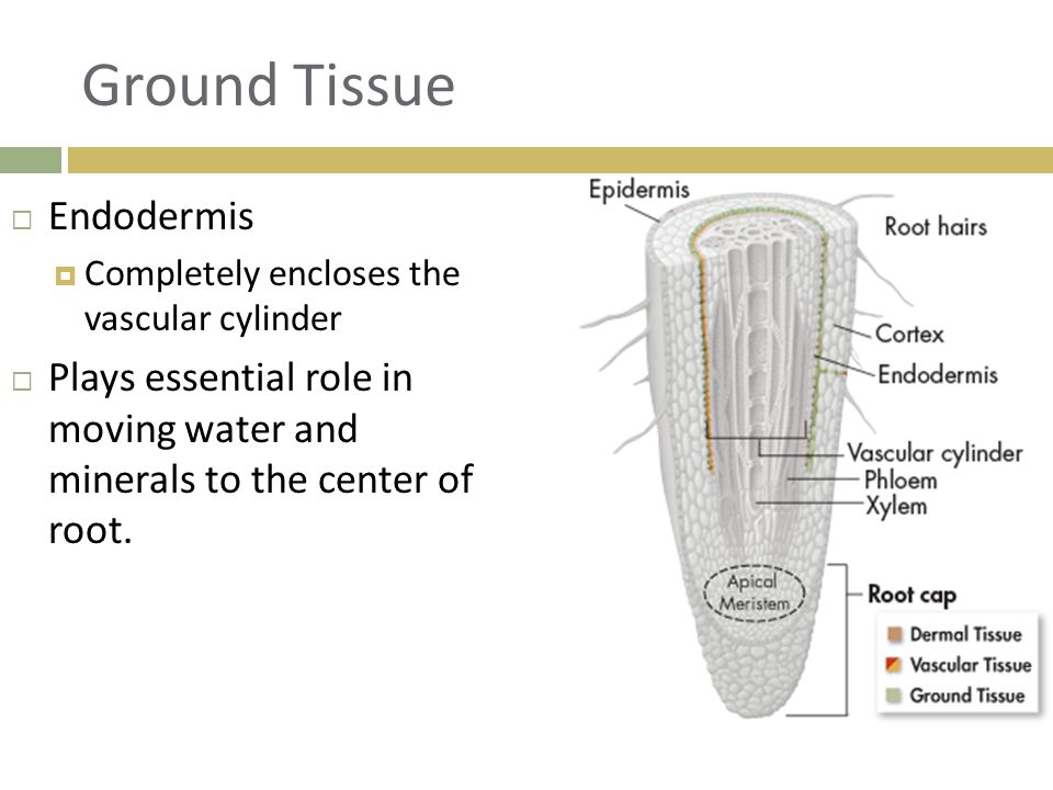 Ground Tissue Endodermis