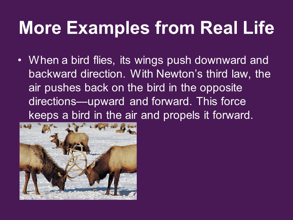 Newtons Third Law Examples In Everyday Life newtons-third-law-examples-in-everyday-life