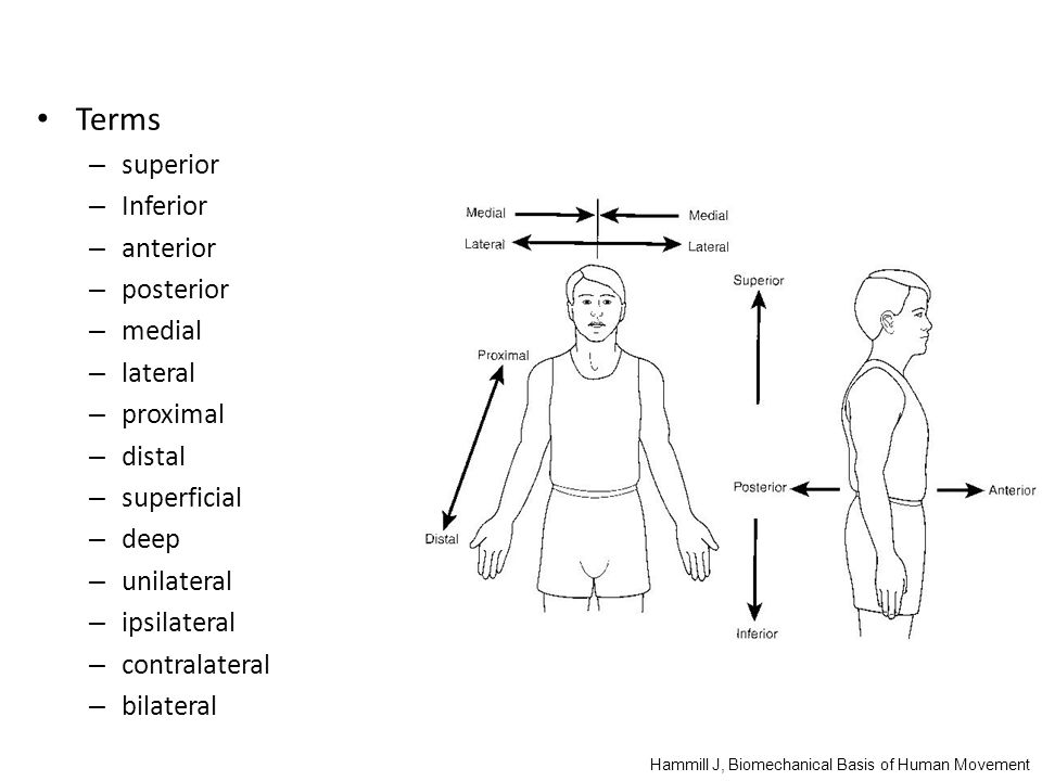 In Healthy Volunteers Unilateral Stimulation Of The Hand Area Of The Download Scientific Diagram
