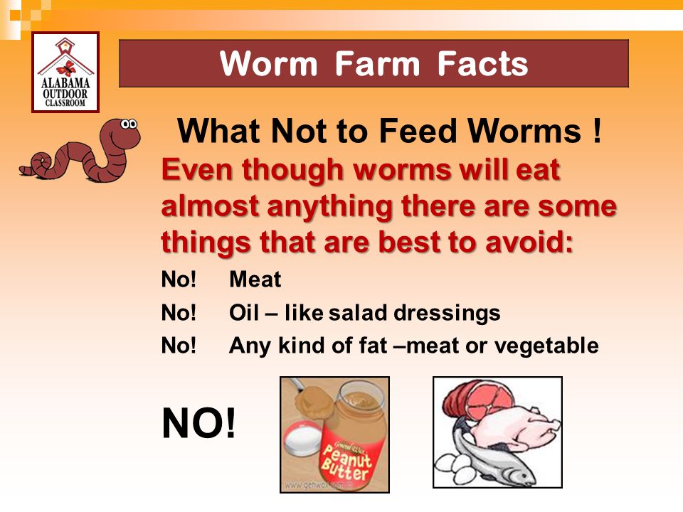 NO! Worm Farm Facts What Not to Feed Worms !