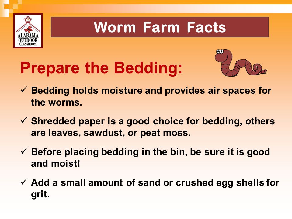 Prepare the Bedding: Worm Farm Facts