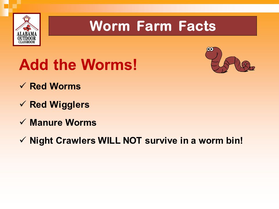 Add the Worms! Worm Farm Facts Red Worms Red Wigglers Manure Worms