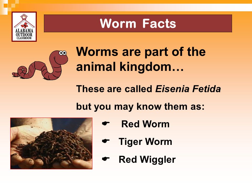 Worms are part of the animal kingdom…
