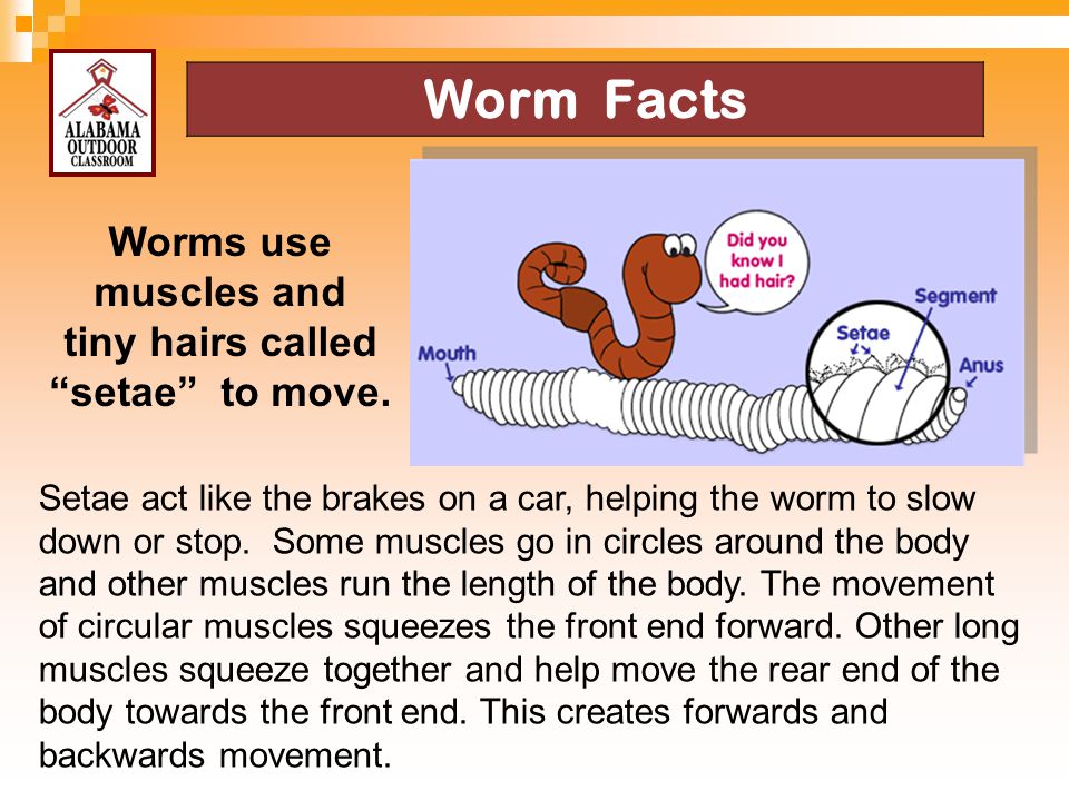 Worms use muscles and tiny hairs called setae to move.