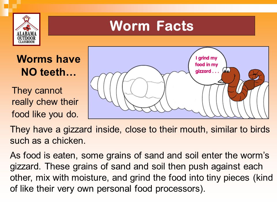Worm Facts Worms have NO teeth…