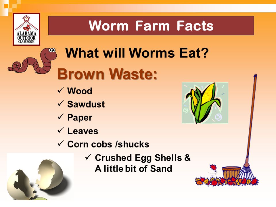 Brown Waste: Worm Farm Facts What will Worms Eat Wood Sawdust Paper