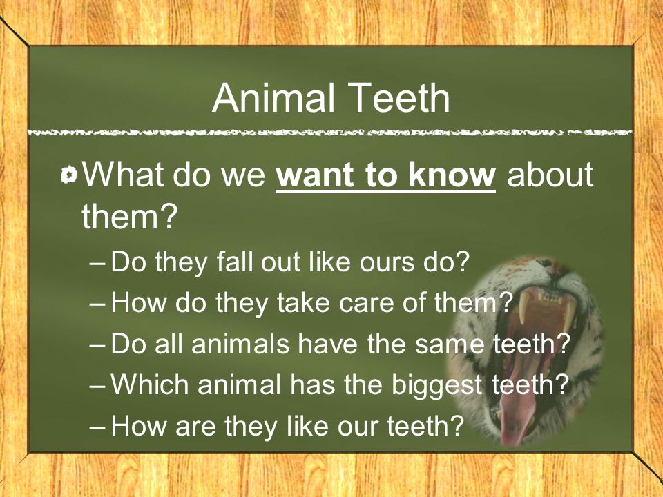Human Teeth VS. Animal Teeth - ppt video online download