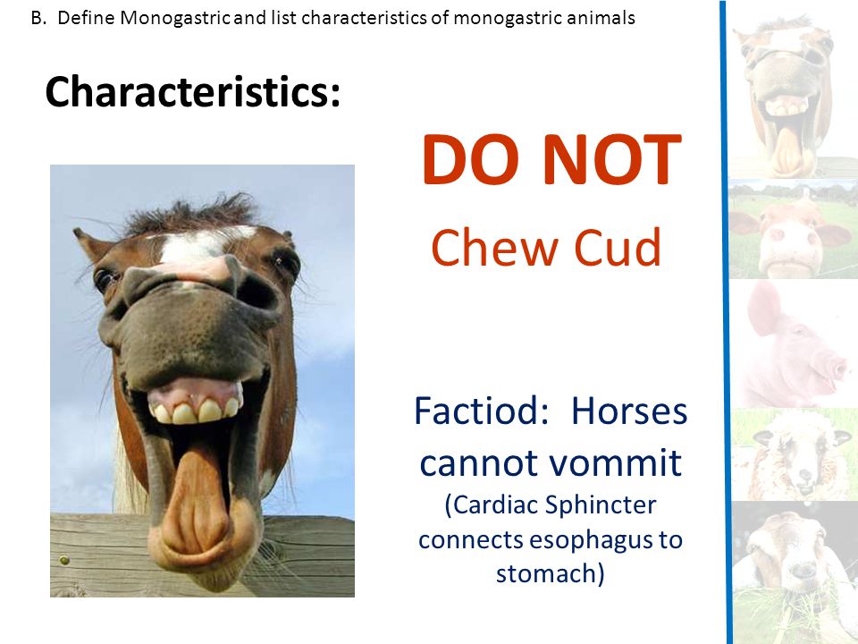 Animal Digestion At the completion of this unit students will be able to:  Describe the major parts and functions of the digestive system Define  Monogastric. - ppt video online download