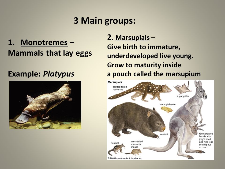 3 Main groups: 2. Marsupials – Monotremes – Mammals that lay eggs