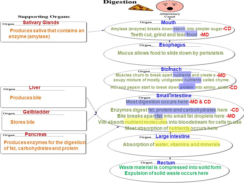 Digestive Tract Flow Chart