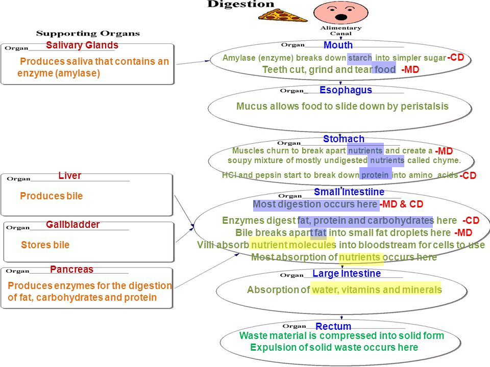 digestive system flow chart for kids