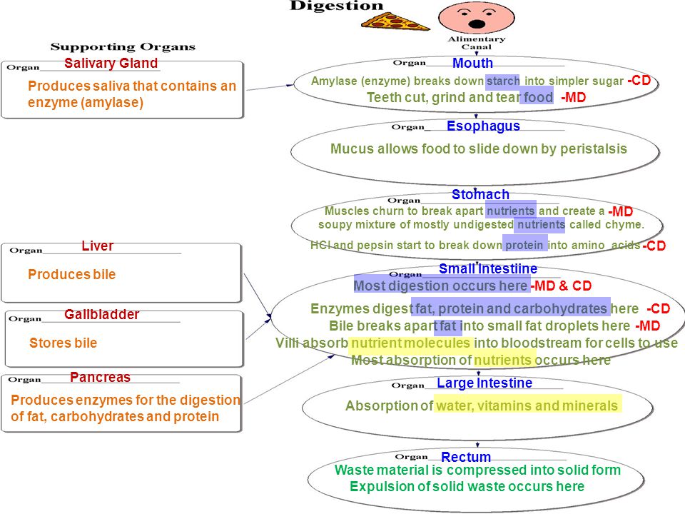 Digestion Flow Chart Worksheet