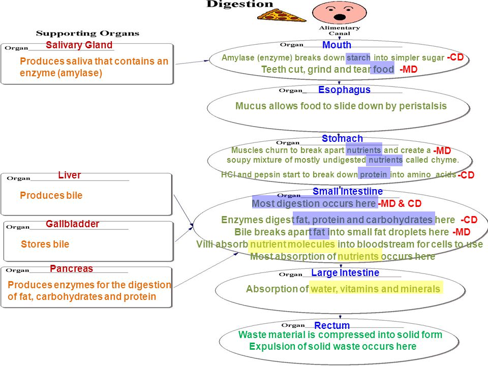 Flow Chart Of Digestive System
