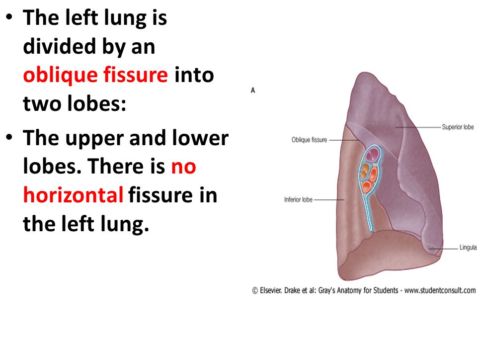 The left lung is divided by an oblique fissure into two lobes: