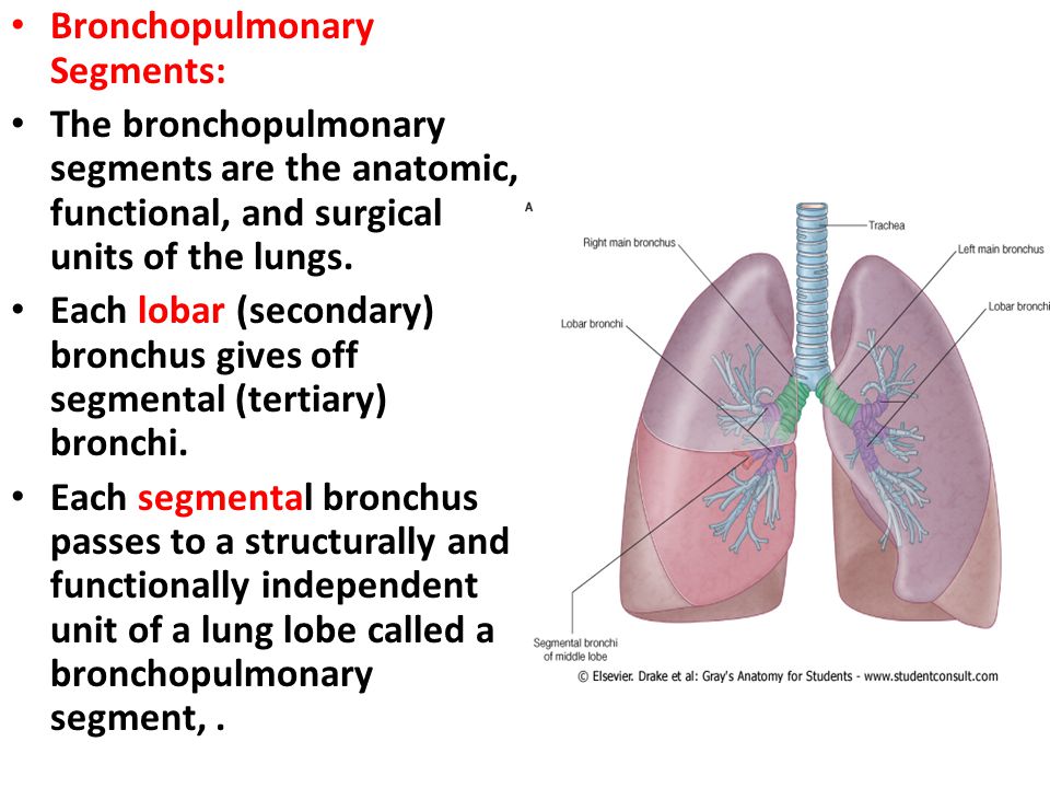 Bronchopulmonary Segments