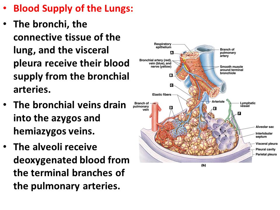 Blood Supply of the Lungs: