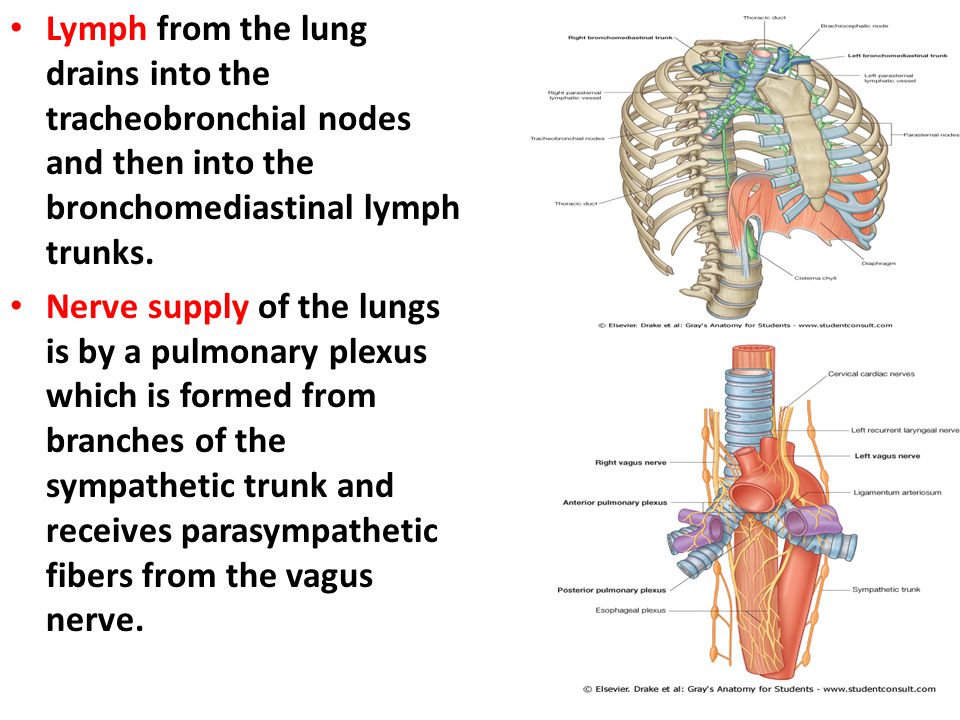 Lymph from the lung drains into the tracheobronchial nodes and then into the bronchomediastinal lymph trunks.
