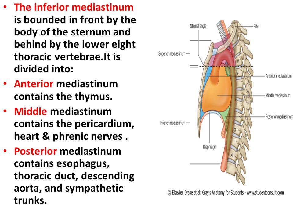 The inferior mediastinum is bounded in front by the body of the sternum and behind by the lower eight thoracic vertebrae.It is divided into: