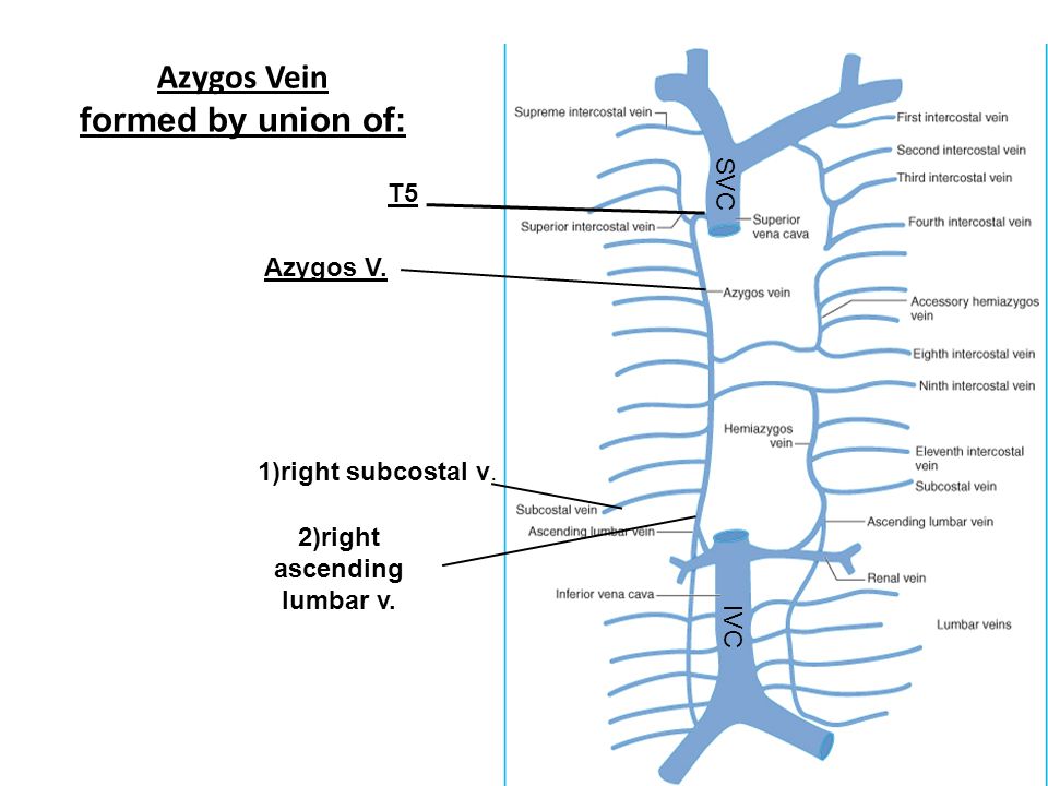 Azygos Vein formed by union of: