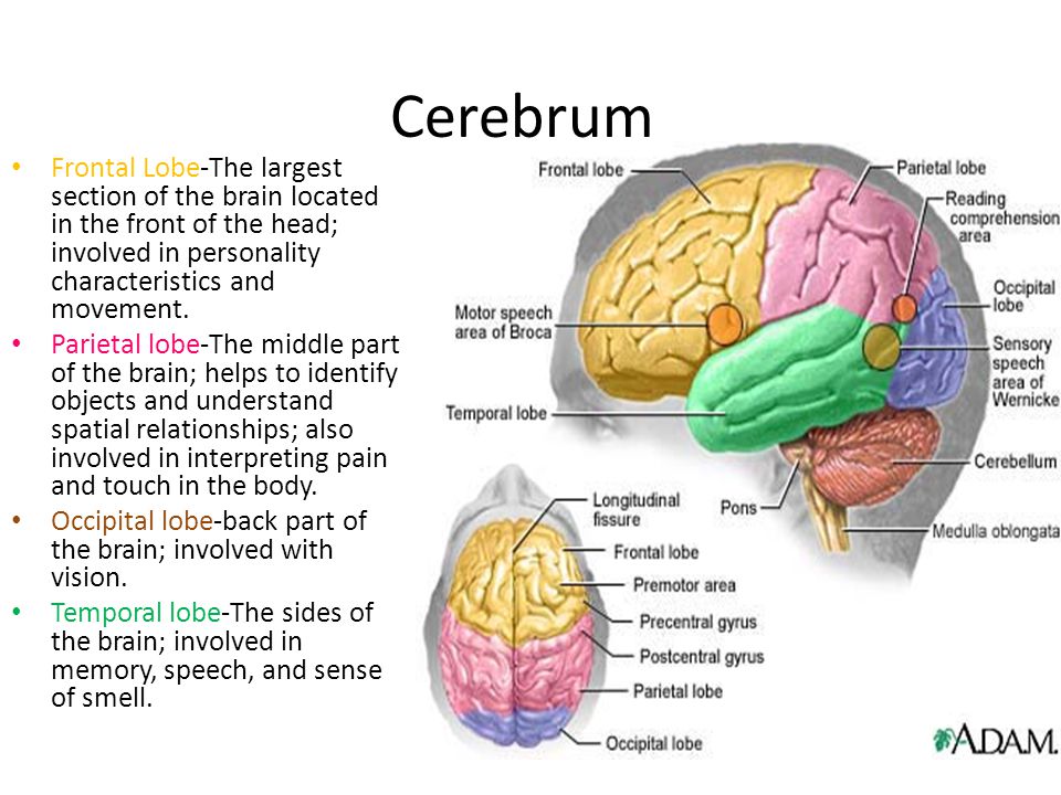 Lobes of the Brain