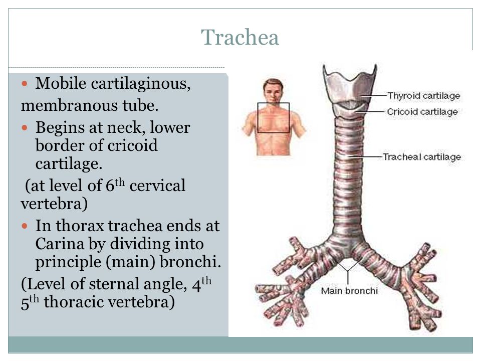 Trachea Mobile cartilaginous, membranous tube.