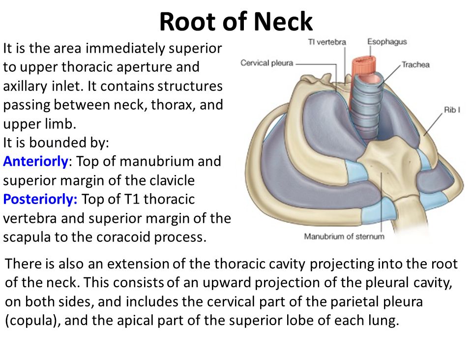 Root of Neck