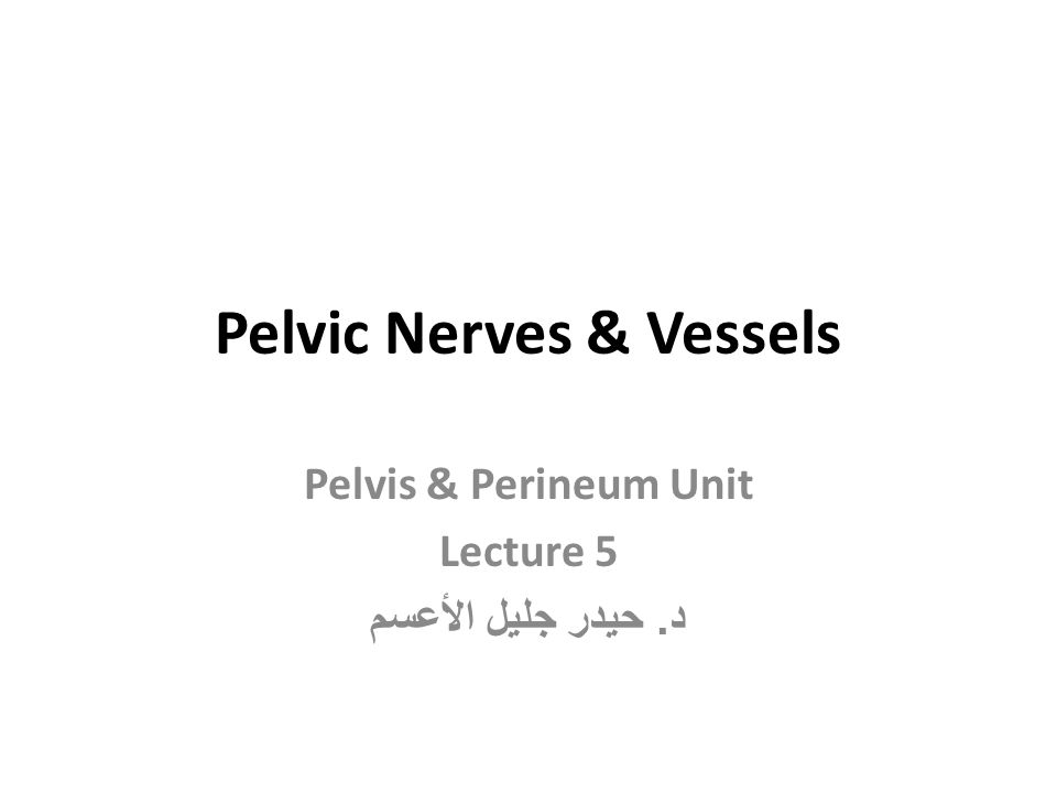 Pelvic Nerves & Vessels