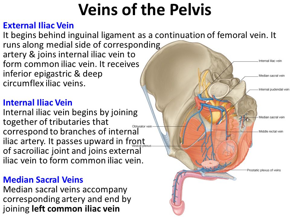 Veins of the Pelvis