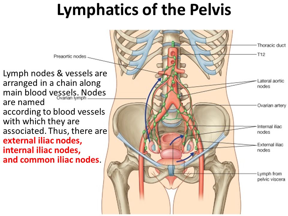 Lymphatics of the Pelvis