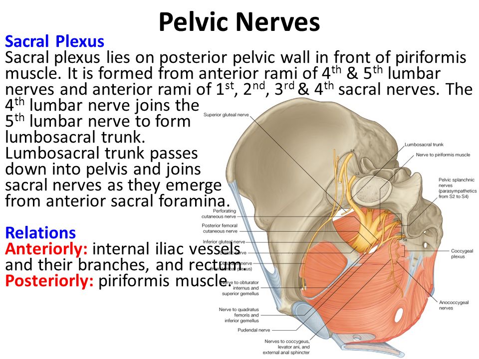 Pelvic Nerves
