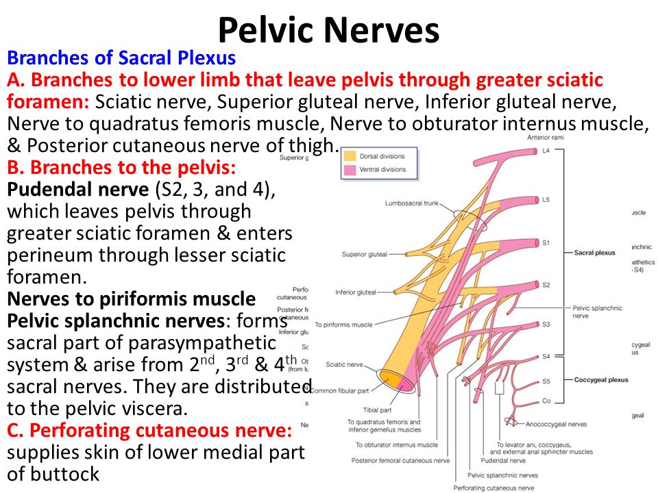 Pelvic Nerves