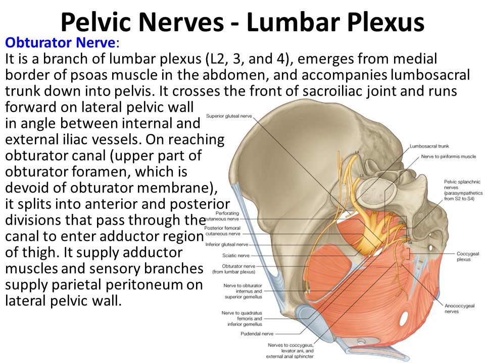 Pelvic Nerves - Lumbar Plexus