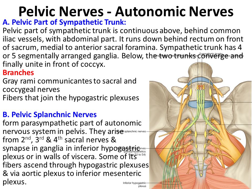 Pelvic Nerves - Autonomic Nerves