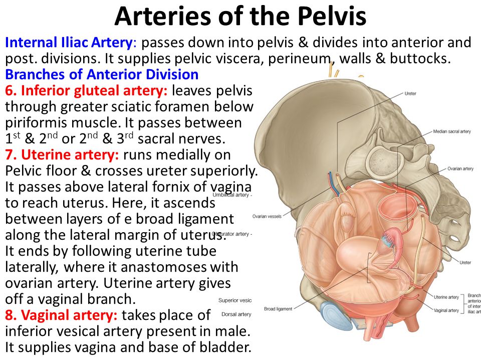 Arteries of the Pelvis