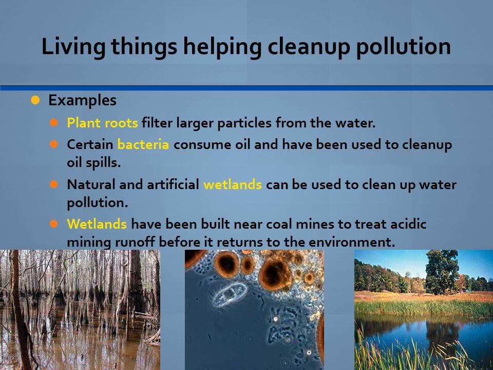 Living things helping cleanup pollution