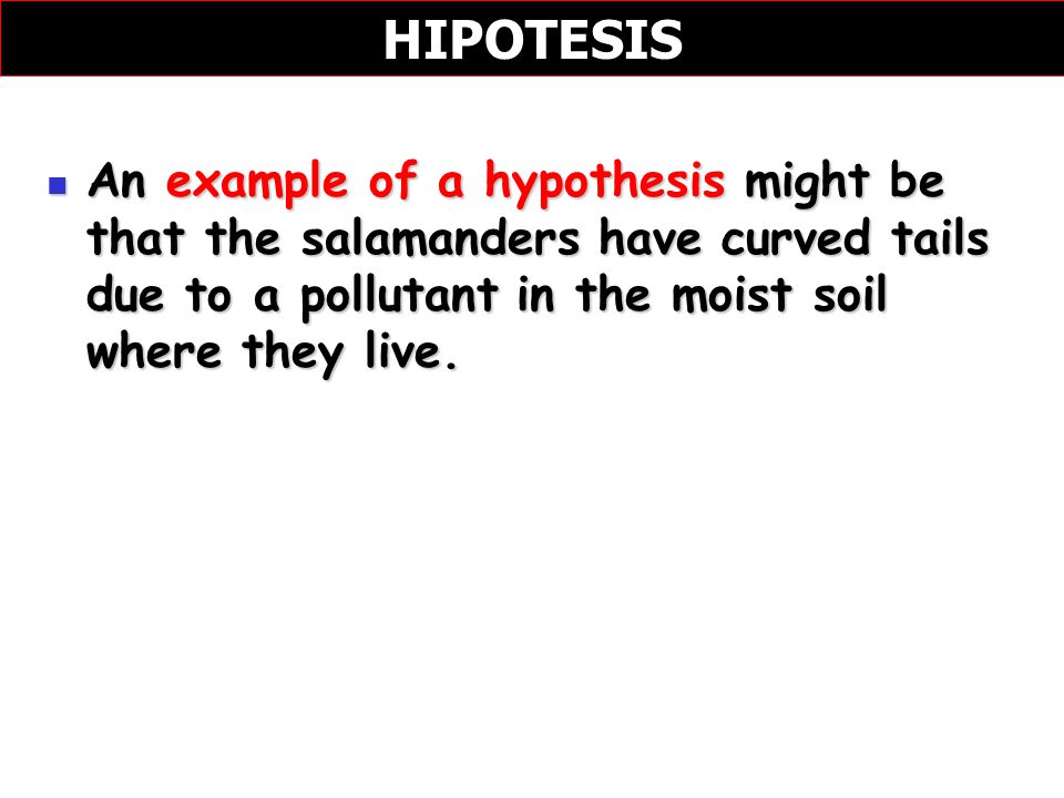 HIPOTESIS An example of a hypothesis might be that the salamanders have curved tails due to a pollutant in the moist soil where they live.