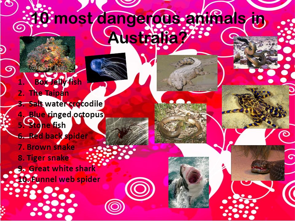 Deadly animals. - ppt video online download