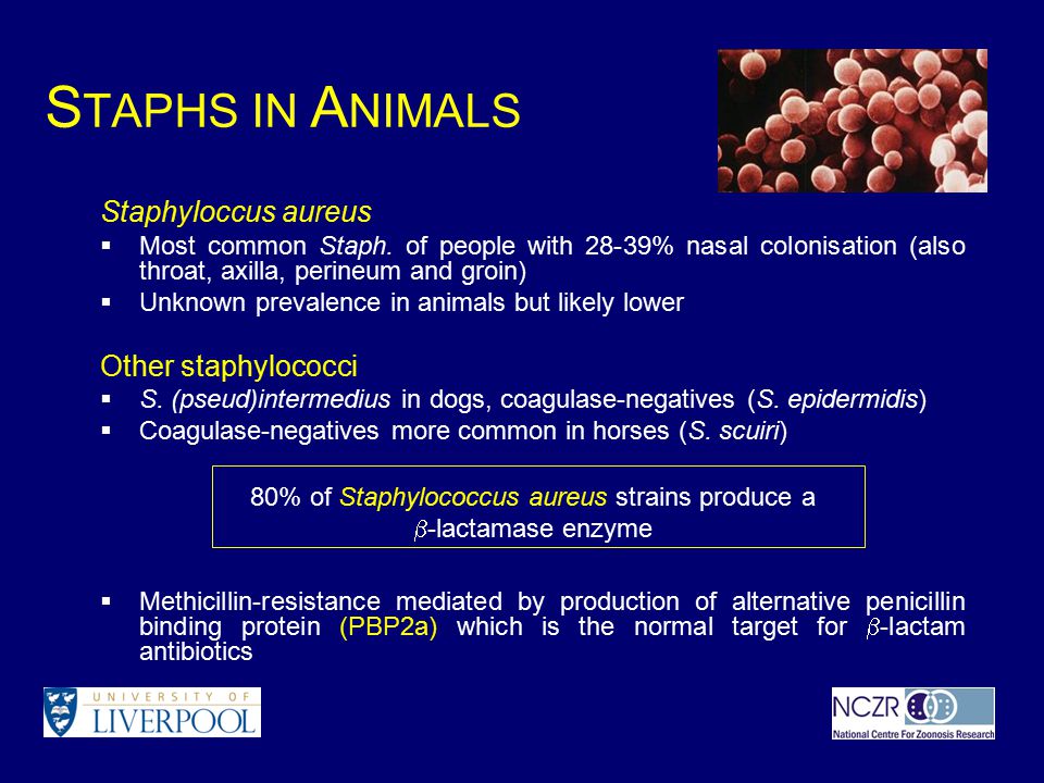 MRSA AND ANTIBIOTIC-RESISTANT STAPHYLOCOCCI IN DOGS AND HORSES - ppt video  online download