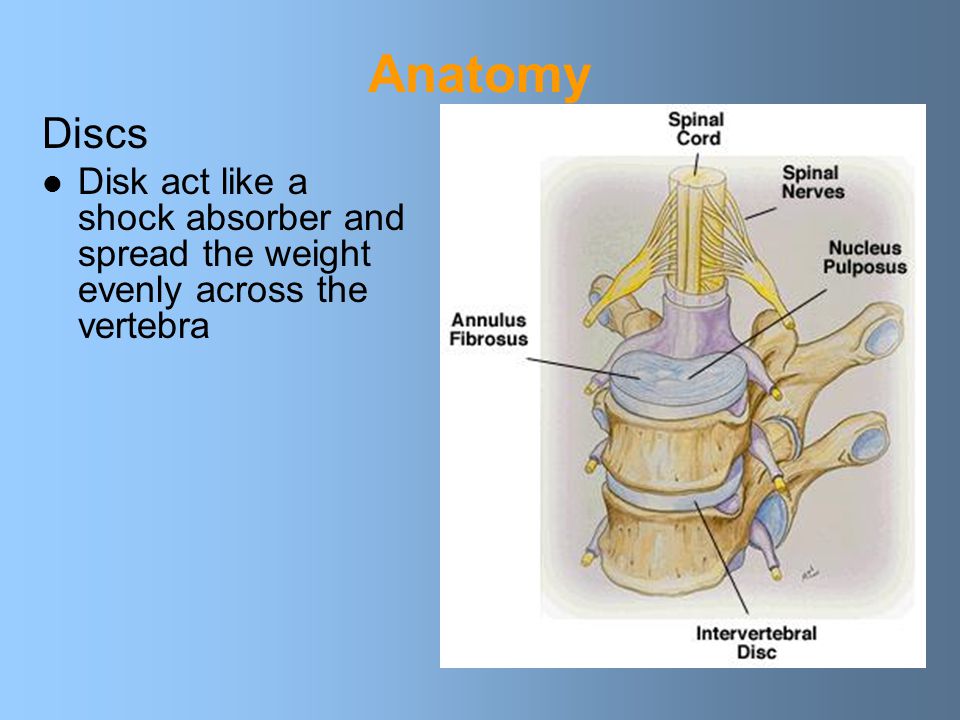Anatomy Discs Disk act like a shock absorber and spread the weight evenly across the vertebra
