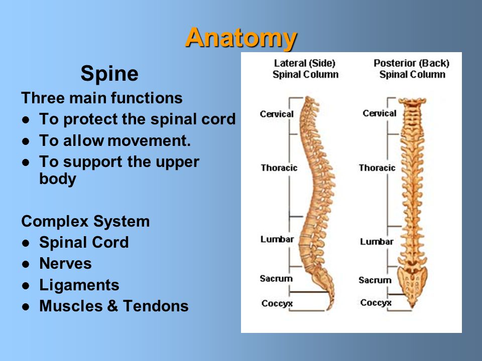 Anatomy Spine Three main functions To protect the spinal cord