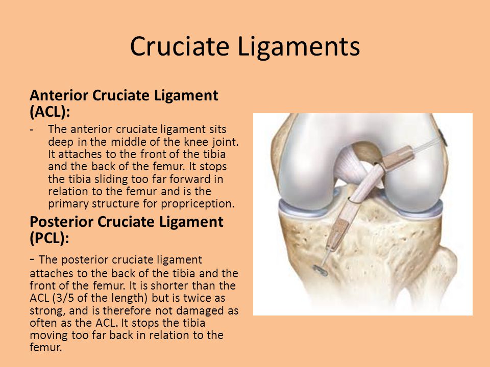 Knee Anatomy Bones, Ligaments and Cartilage - ppt video online download