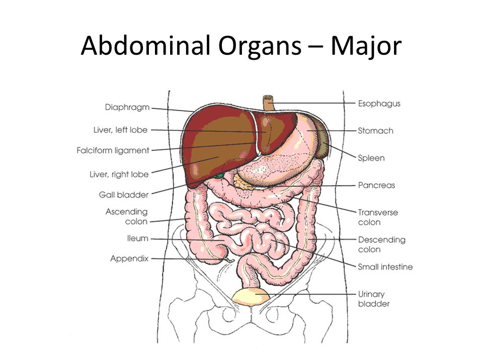 Селезенка орган брюшной полости человека