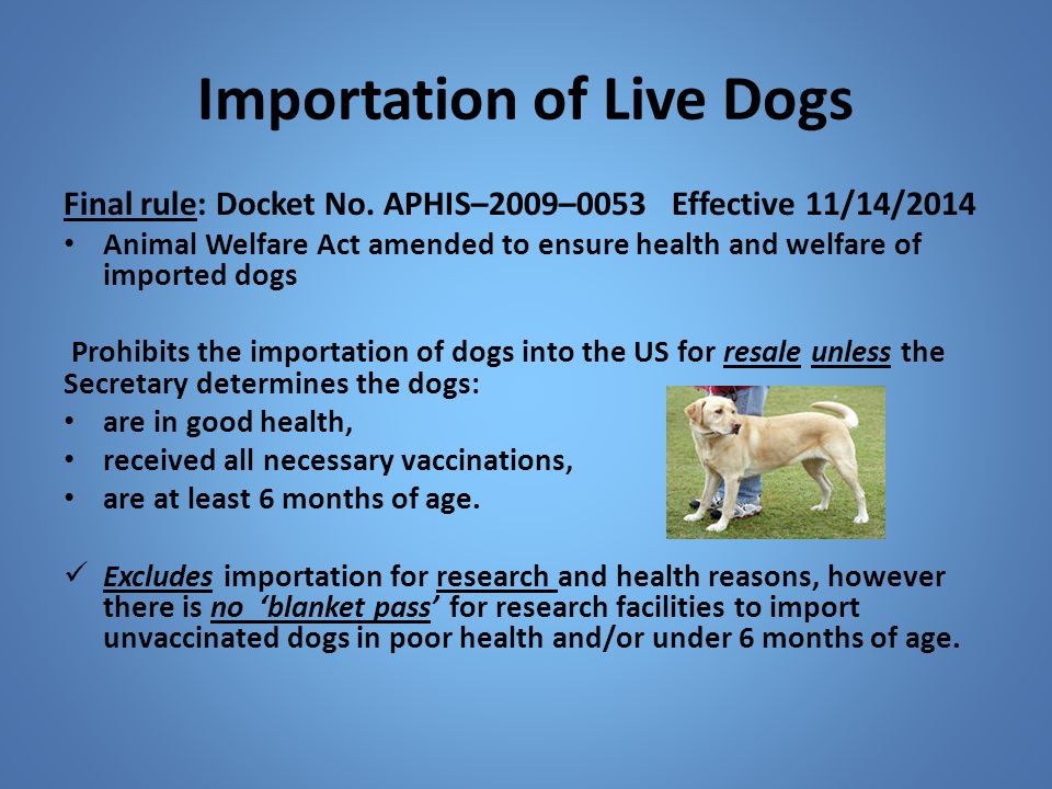 Importation of Live Dogs
