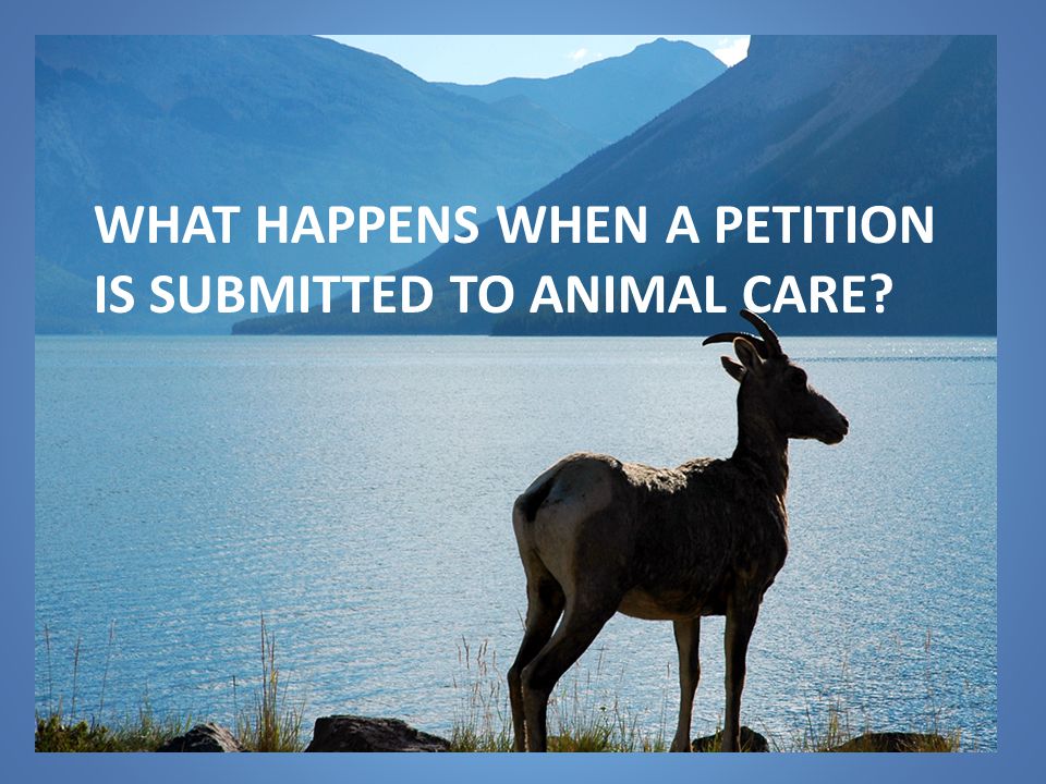 WHAT HAPPENS WHEN A PETITION IS SUBMITTED TO ANIMAL CARE