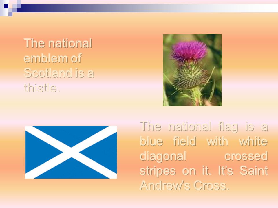 The national emblem of Scotland is a thistle.