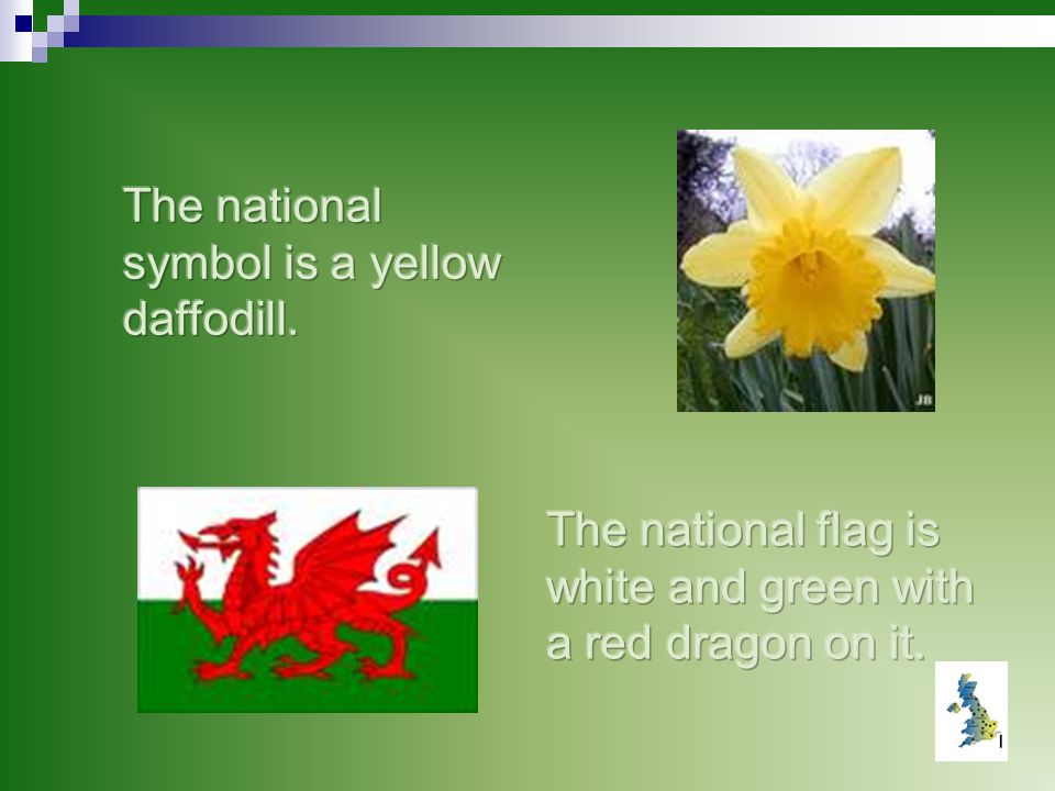 The national symbol is a yellow daffodill.